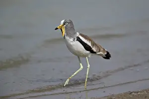Game Reserve Prints: White-crowned lapwing (white-headed lapwing) (white-headed plover) (white-crowned plover)