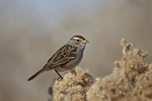 White-Crowned Sparrow (Zonotrichia leucophrys), Pahranagat National Wildlife Refuge, Nevada, United States of America, North America