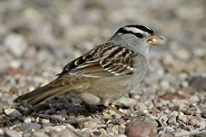 Images Dated 5th December 2009: White-crowned Sparrow (Zonotrichia leucophrys), Caballo Lake State Park