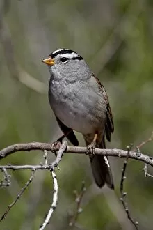 Images Dated 6th April 2010: White-crowned sparrow (Zonotrichia leucophrys), Chiricahuas, Coronado National Forest