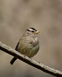 Images Dated 11th March 2009: White-crowned sparrow (Zonotrichia leucophrys), Sidney Spit, British Columbia