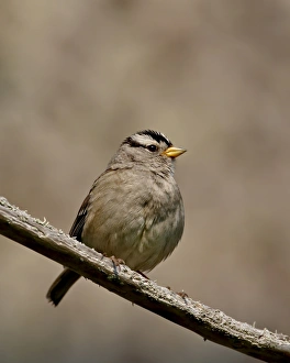 Images Dated 11th March 2009: White-crowned sparrow (Zonotrichia leucophrys), Sidney Spit, British Columbia