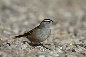 Images Dated 5th December 2009: White-crowned sparrow (Zonotrichia leucophrys), Caballo Lake State Park