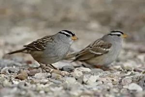 Images Dated 5th December 2009: Two white-crowned sparrow (Zonotrichia leucophrys), Caballo Lake State Park