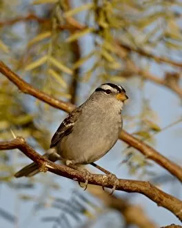 Images Dated 20th November 2009: White-crowned sparrow (Zonotrichia leucophrys), City of Rocks State Park