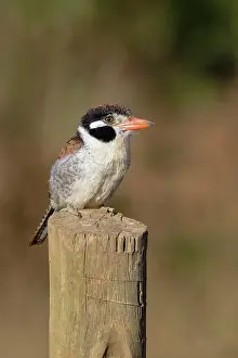 Wood Material Prints: White-eared Puffbird (Nystalus chacuru) sitting on a pole