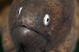 Images Dated 28th May 2008: White eyed moray eel (Siderea thysoidea), Sulawesi, Indonesia, Southeast Asia, Asia