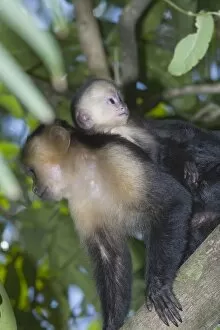 A white-faced capuchin monkey carries her young on her back through the rainforest