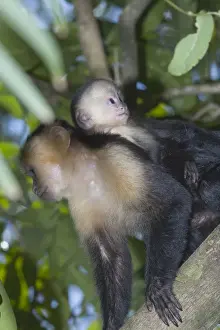 Baby Animals Prints: A white-faced capuchin monkey carries her young on her back through the rainforest