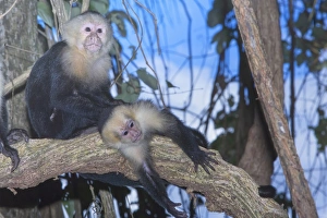 Images Dated 16th January 2009: White-faced Capuchin monkey (Cebus capucinos) on tree, Manuel Antonio National Park