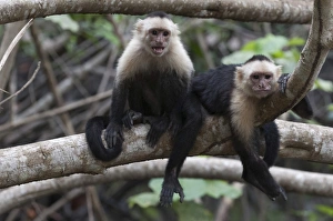 Mouth Open Prints: White-faced Capuchin monkey (Cebus capucinus)
