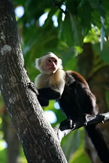 Images Dated 7th February 2007: White faced Capuchin monkey, Montezuma, Nicoya Peninsula, Costa Rica, Central America