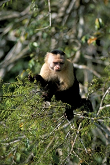 Panamanian Prints: White faced capuchine monkey (Cebus capucinus)
