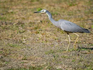 Bird Species Prints: White-faced heron (Egretta novaehollandiae)