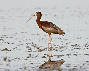 Images Dated 11th February 2009: White-faced ibis (Plegadis chihi), Antelope Island State Park, Utah, United States of America
