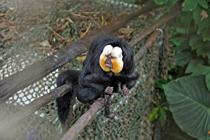 Texas Prints: White-faced saki (Pithecia pithecia)