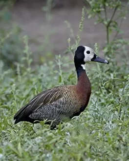 Images Dated 7th November 2007: White-faced Whistling Duck (Dendrocygna viduata), Imfolozi Game Reserve