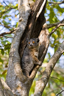White-footed Sportive Lemur (Lepilemur leucopus), Berenty Private Reserve White-footed Sportive Lemur (Lepilemur leucopus), Berenty Private Reserve