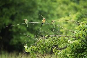 Bee Eater Prints: White-fronted bee-eater (Merops bullockoides), South Luangwa National Park, Zambia