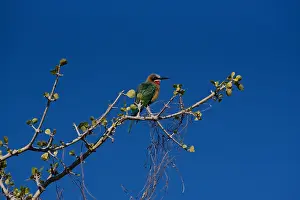 Birding Prints: White-fronted Bee Eater, (Merops bullockoides)