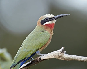White-fronted bee-eater (Merops bullockoides), Kruger National Park, South Africa, Africa