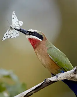 White-fronted bee-eater (Merops bullockoides) with a butterfly, Kruger National Park