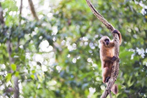 White fronted Capuchin monkey (Cebus albifrons), Monkey Island (Isla de los Monos)
