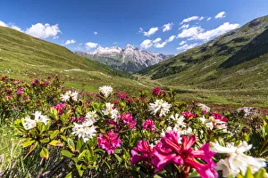 Bright Color Prints: White and fuchsia coloured rhododendrons, Spluga Pass, canton of Graubunden, Switzerland