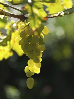 Healthy Eating Prints: White grapes, Lake Maggiore, Piedmont, Italy, Europe