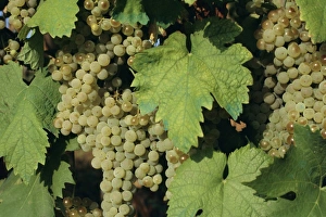 Grow Prints: White grapes on vine