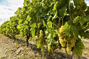 Images Dated 15th August 2009: White grapes on a vine near the salt marshes of the islands north west coast, Le Gillieux