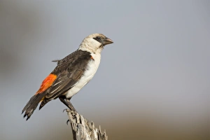 White-headed buffalo weaver (Dinemellia dinemelli), Serengeti National Park, Tanzania White-headed buffalo weaver (Dinemellia dinemelli), Serengeti National Park, Tanzania