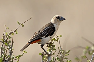 Images Dated 28th September 2007: White-headed buffalo-weaver (Dinemellia dinemelli), Samburu National Reserve