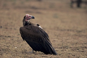 Vulture Prints: White-headed vulture