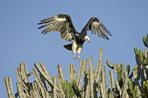 Vulture Prints: White-headed vulture (Trigonoceps occipitalis) making a short flight