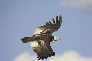 White-headed vulture (Trigonoceps occipitalis) soaring