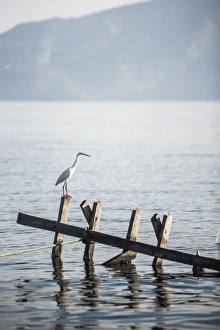 Lake Toba Prints: White heron, Lake Toba (Danau Toba), North Sumatra, Indonesia, Southeast Asia, Asia