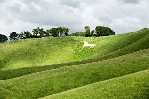 Horse Prints: White horse, the Cherhill Downs, Wiltshire, England, United Kingdom, Europe