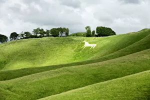 Wiltshire Collection: White horse, the Cherhill Downs, Wiltshire, England, United Kingdom, Europe