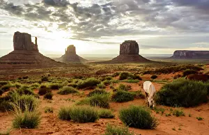 White horse grazing in the red sand of Monument Valley in front of the classical sunrise view, Monument Valley, Arizona, United States of America, North America