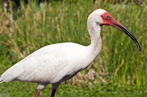 Everglades Prints: White ibis (Eudocimus albus), Everglades, Florida, United States of America, North America