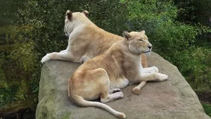 Pride Prints: White Lions, Hertfordshire Zoo, United Kingdom