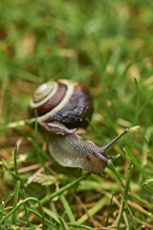Mollusc Prints: A white-lipped snail on grass in a garden in Oxfordshire, England, United Kingdom, Europe
