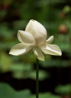 White lotus blossom