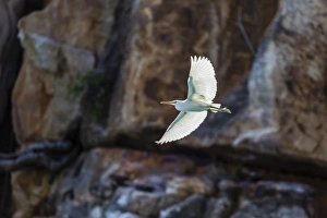 Kimberley Prints: White morph of the Pacific reef heron (Egretta sacra)