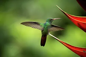 Spread Wings Prints: White-necked Jacobin female Hummingbird