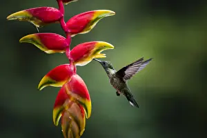 White-necked Jacobin (Florisuga mellivora) (Collared Hummingbird), Boca Tapada, Alajuela