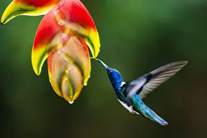 Spread Wings Prints: White-necked Jacobin (Florisuga mellivora) (Collared Hummingbird), Boca Tapada, Alajuela
