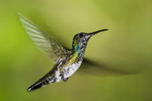 White-necked Jacobin (Florisuga mellivora) (Collared Hummingbird), Boca Tapada, Alajuela
