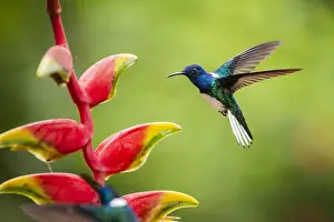 White-necked Jacobin (Florisuga mellivora) (Collared Hummingbird), Boca Tapada, Alajuela